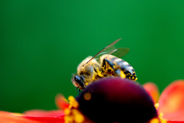 bee on helenium macro