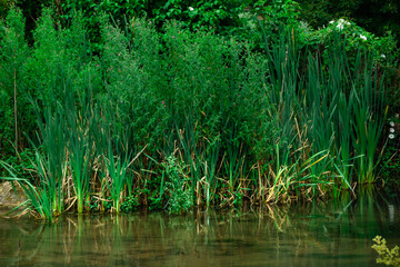 grass in the water