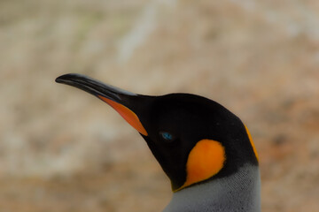 penguin on the rocks