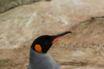 penguin on the rocks