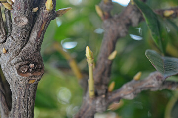 dark brown sticks and yellow buds close up view