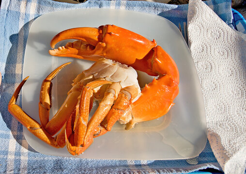 Giant Mud Crab. Cooked Seafood Nipper On A Plate.