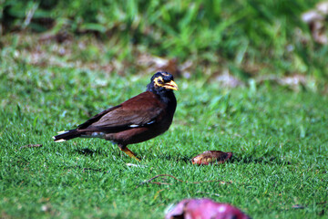 Hawaiian Bird