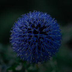 close up of a flower