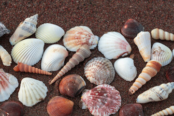 Seashells on the sand are beautifully stacked. Summer concept, there is a place for text..