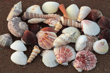 Seashells on the sand are beautifully stacked. Summer concept, there is a place for text..