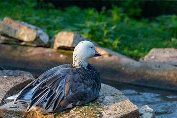 The snow goose (Anser caerulescens)i n a zoopark . The  dark morph often known as the blue goose is a species of goose native to North America.