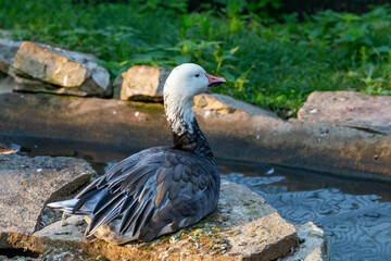 Fototapeta premium The snow goose (Anser caerulescens)i n a zoopark . The dark morph often known as the blue goose is a species of goose native to North America.