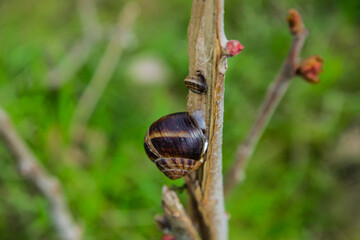 A large snail and a small one are hanging on a tree, the background is blurred.