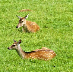 deer in the grass