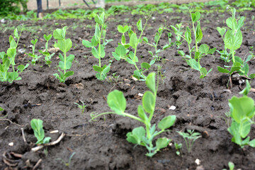 Pea sprouts growing in open organic soil