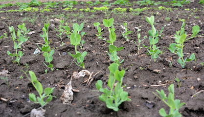 Pea sprouts growing in open organic soil