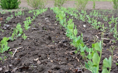 Pea sprouts growing in open organic soil