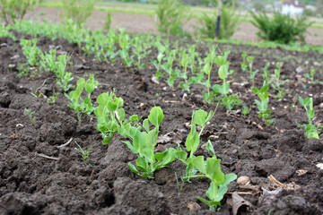 Pea sprouts growing in open organic soil