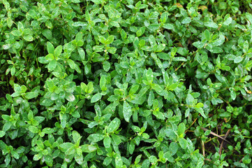 The grass Polygonum aviculare grows in nature