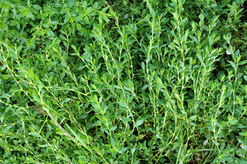 Obraz premium The grass Polygonum aviculare grows in nature