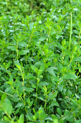 The grass Polygonum aviculare grows in nature