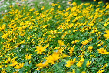 gelbes Sommerblumenfeld