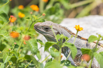 Obraz premium Primer plano de una iguana espinosa del golfo (Ctenosaura acanthura) entre hermosas flores