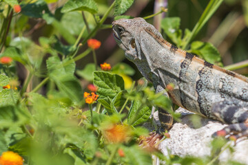 Primer plano de una iguana espinosa del golfo (Ctenosaura acanthura) entre hermosas flores