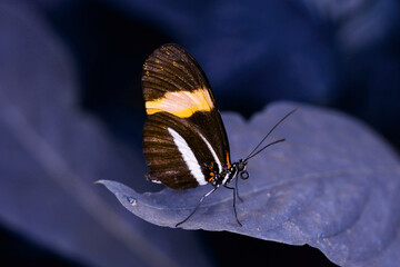 Macro shots, Beautiful nature scene. Closeup beautiful butterfly sitting on the flower in a summer garden.