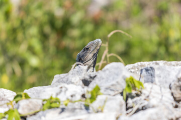 Primer plano de iguana rayada