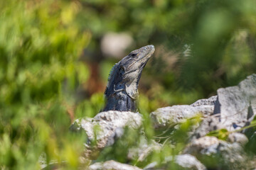 Primer plano de iguana rayada