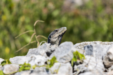 Primer plano de iguana rayada