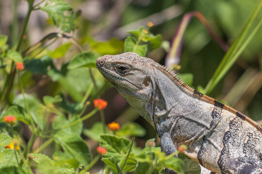 Primer plano de la iguana espinosa del golfo (Ctenosaura acanthura) entre hermosas flores