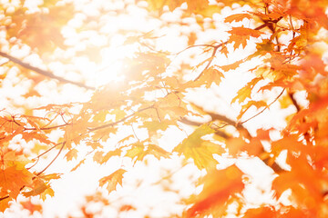 Autumn background with sunlight shining through the maple leaves 