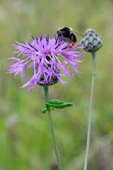 Wiesen-Flockenblume (Centaurea jacea), Blüte mit Hummel