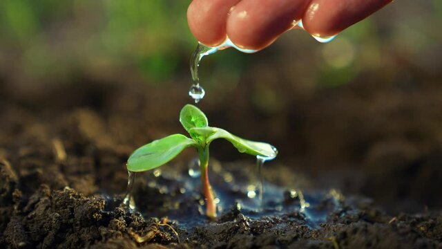 agriculture. farmer hand watering a plant sprout. nature earth agriculture business concept. sprout plant sapling close-up in ground water. farmer hand drops watering plant sprout on a black soil