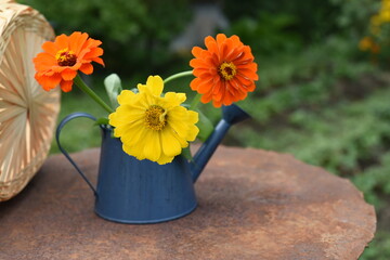 A bouquet of three bright zinnias stands in a decorative watering can on a rusty surface in the garden. Bokeh background.