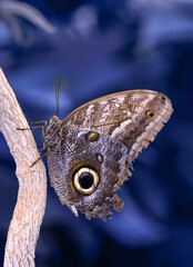 Macro shots, Beautiful nature scene. Closeup beautiful butterfly sitting on the flower in a summer garden.
