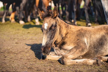 Young foal resting on the ground in the herd in the evening sun
