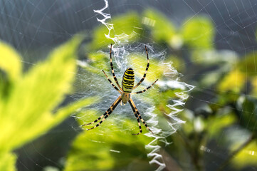 Wasp spider (lat.: Argiope bruennichi) on the web in the garden