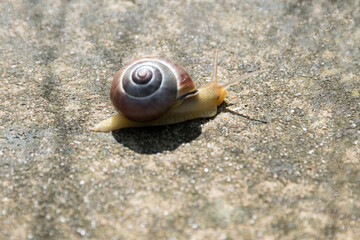 Schnecke, kriechend