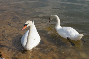 swans swimming in a lake