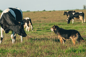 Pies pasterski pilnujący stada krów - obrazy, fototapety, plakaty
