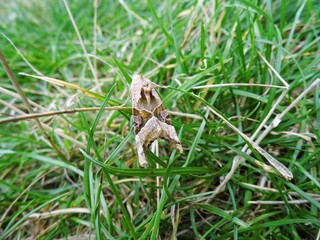 Papillon (1)