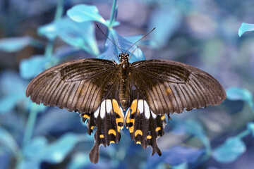 Macro shots, Beautiful nature scene. Closeup beautiful butterfly sitting on the flower in a summer garden.
