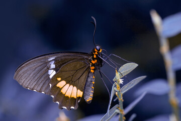Macro shots, Beautiful nature scene. Closeup beautiful butterfly sitting on the flower in a summer garden.