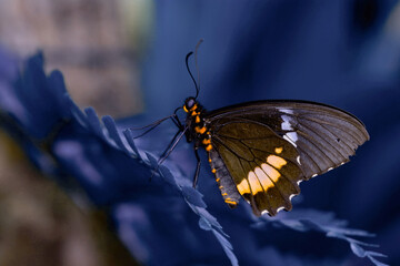 Obraz premium Macro shots, Beautiful nature scene. Closeup beautiful butterfly sitting on the flower in a summer garden.