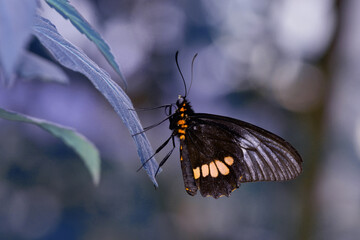 Macro shots, Beautiful nature scene. Closeup beautiful butterfly sitting on the flower in a summer garden.