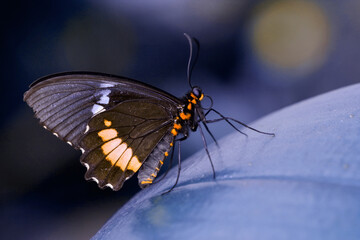 Fototapeta na wymiar Macro shots, Beautiful nature scene. Closeup beautiful butterfly sitting on the flower in a summer garden.