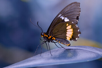 Macro shots, Beautiful nature scene. Closeup beautiful butterfly sitting on the flower in a summer garden.