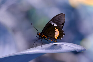 Macro shots, Beautiful nature scene. Closeup beautiful butterfly sitting on the flower in a summer garden.
