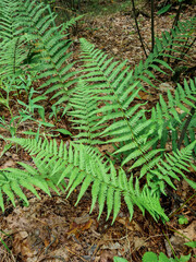A green blossoming fern grows in the forest against the background of a natural brown forest carpet made of old fallen leaves, grass and spruce needles