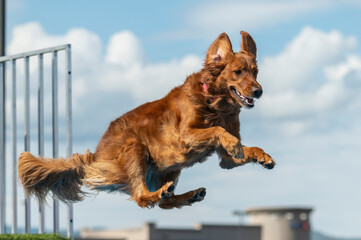 Naklejka premium Golden Retriever in mid-air jumping into a pool