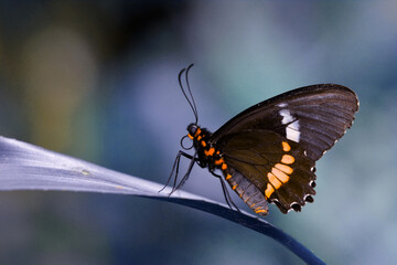 Macro shots, Beautiful nature scene. Closeup beautiful butterfly sitting on the flower in a summer garden.